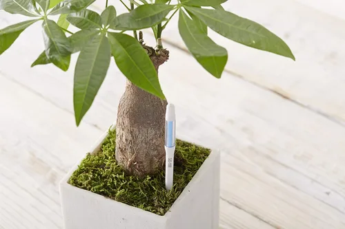 Vista 6 de Sustee Aquameter, White, Medium -Soil Moisture Meter for Potted Plants - Plant Water Sensor (Refillable Style)