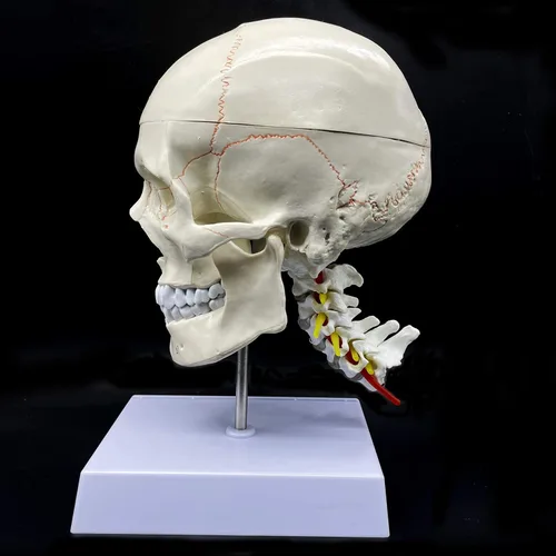 Vista 6 de Cráneo humano con cerebro y vértebra cervical Modelo anatómico Anatomía de tamaño real para estudio de aula de ciencias Modelo de enseñanza