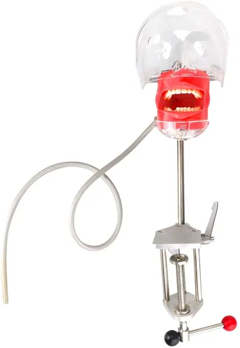 Vista 3 de BONEW Simulador Dental Manikin Phantom Head Plastic Educational Dientes Modelo con Soporte de Banco para Educación Fijar en Tipo de Silla Dental
