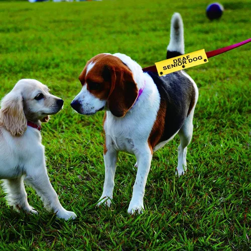 Vista 4 de Correa para perro con discapacidad auditiva para perros sordos mayores para perros con necesidades especiales (funda YE para perro sordo mayor)