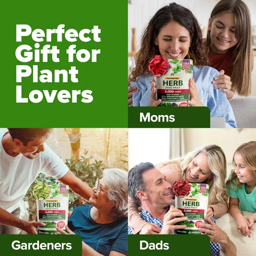 Vista 9 de Bóveda de 10 semillas de hierbas culinarias - Semillas criollas y sin transgénicos – Más de 3000 semillas para plantar en jardín de hierbas exterior