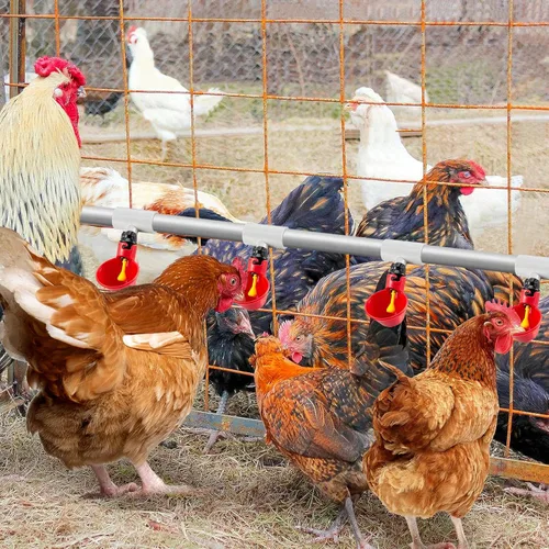 Vista 6 de Paquete de 12 accesorios de PVC para bebederos de pollo, totalmente automáticos para pezones roscados, tazas, comederos, bebedores de agua de aves