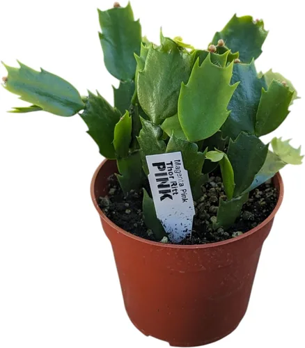 Vista 4 de Live Holiday - Plantas de cactus navideñas, colección de cactus de Navidad en maceta de 4 pulgadas, variedades florecientes rosa, morado y naranja