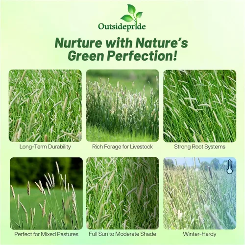 Vista 2 de Outsidepride Climax Timothy - Semilla de pasto – 25 libras perenne, resistente, fácil de cultivar, de alto rendimiento y agradable al tacto