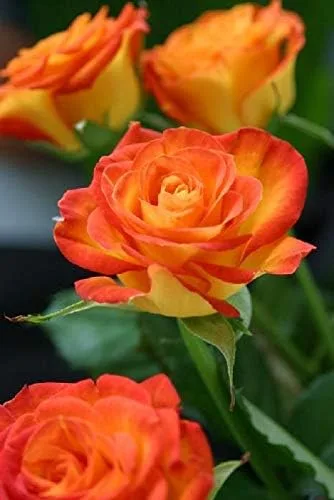 Vista 11 de Generic Semillas frescas de flores de rosas para plantar rosa bebé 100 piezas