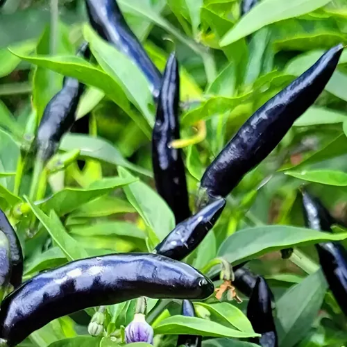 KVITER 30 semillas de pimiento picante de chile cobra negro (Capsicum Annuum) – Semillas de herencia de pimiento de cabras, semillas de jardín de