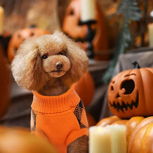 Vista 5 de QBLEEV Suéteres para perros pequeños, suéter para perro, suéter para cachorros, suéteres de Navidad para perro, suéteres cálidos de invierno