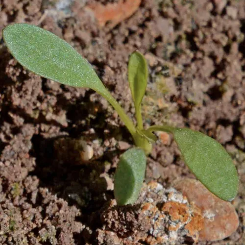 Vista 7 de Seed Needs, Coreopsis Plains Seeds - 1000 semillas tradicionales para plantar Coreopsis tinctoria - Flores silvestres anuales para atraer abejorros