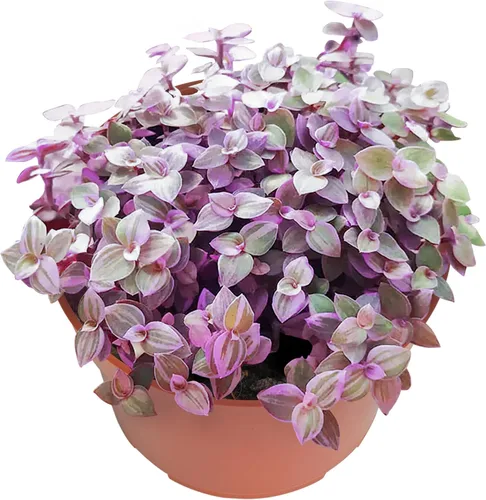 Vista 6 de Suculentas vivas Aeonium 'Mbach' (10 cm), plantas suculentas completamente enraizadas en macetas con tierra, planta de interior de fácil cuidado