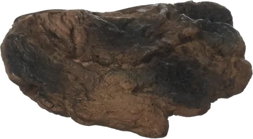 Repisa de setas de terrario naturalista