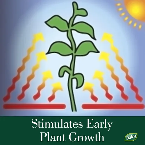 Vista 4 de Dalen Better Reds - Película perforada de mantillo rojo que estimula el crecimiento temprano de las plantas y maximiza la calidad de la cosecha