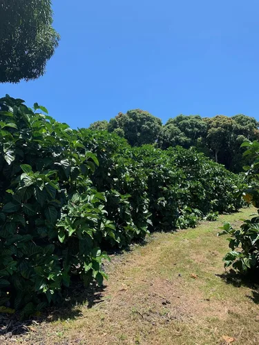 Vista 5 de Virgin Noni Juice - Jugo de noni hawaiano 100% puro, paquete de 4 botellas de vidrio de 32 onzas
