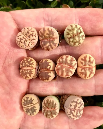 Vista 2 de Paquete de 3 plantas vivas de piedra viva exótica de Lithops Dorotheae Mix (pequeña)
