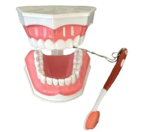 Vista 2 de Enseñanza de la enfermedad Dientes Modelo de Educación de Estudio con un Cepillo de Dientes