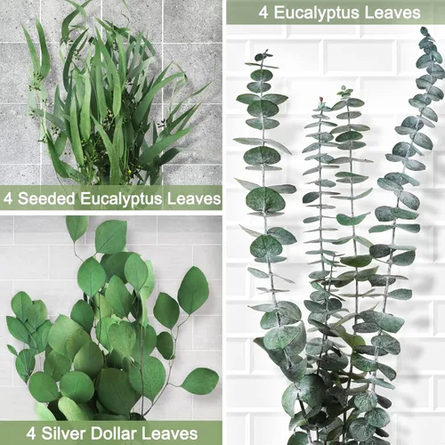 Vista 5 de 12 tallos de hojas de eucalipto secas reales mixtas, ramas de plantas preservadas, eucalipto de dólar plateado, ramos de eucalipto con semillas