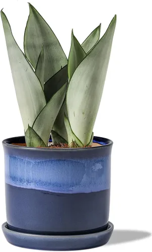 Vista 36 de Macetas de 5.8 pulgadas: maceta de cerámica con orificio de drenaje y platillo - Maceta para plantas de interior y exterior - Diseño con cuentas