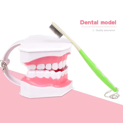 Vista 2 de Modelo de dientes dentales adultos y cepillo de dientes con dientes inferiores extraíbles modelo de enseñanza