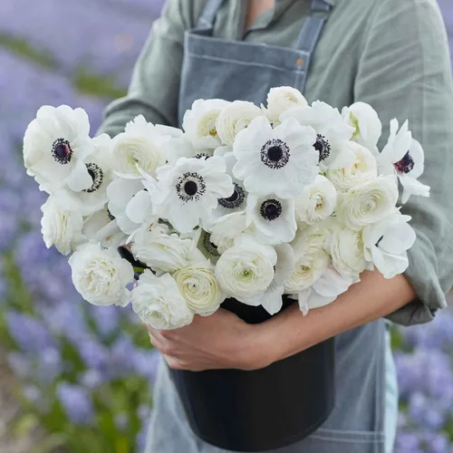 Vista 6 de Colección Tulip & Muscari - 15 bombillas - Bulbos de flores mixtas, bombilla atrae abejas, atrae mariposas, atrae polinizadores, fácil de cultivar