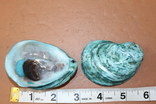 Vista 3 de 5 PC Oyster Shells Dyed Aqua Blue Semi-Transparent Collected and Packed from USA for Arts & Crafts Weddings Tropical Themes Ornaments Beach House