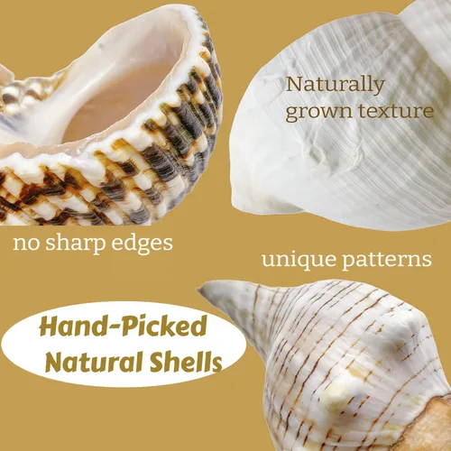 Vista 4 de 4 conchas grandes de cangrejo ermitaño Concha de mar natural de 2.4 a 3.5 pulgadas, apertura de 1 a 1.5 pulgadas Conchas marinas turbo