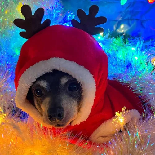 Vista 7 de Disfraces de Navidad para perros, abrigo de suéter para mascotas para clima frío, traje de reno de Papá Noel, sudadera con capucha de invierno