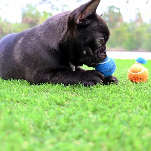 Vista 4 de Midlee Mini pelotas de tenis para perros de 1.5 pulgadas con chirriador, juego de 12 colores sólidos