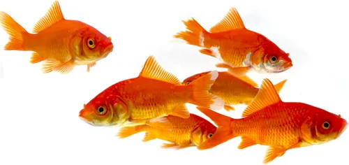 Toledo Goldfish Classic Comet Goldfish: peces de colores vivos con una variedad de tamaños para estanques, tanques y acuarios - 3-4 pulgadas, 5