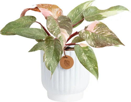 Vista 11 de Costa Farms - Planta interior, filodendro de hoja partida, monstera deliciosa