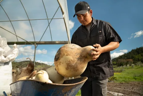Vista 2 de Dickies DRI-TECH - Calcetines con control de humedad para hombre altura por debajo de la pantorrilla multipack