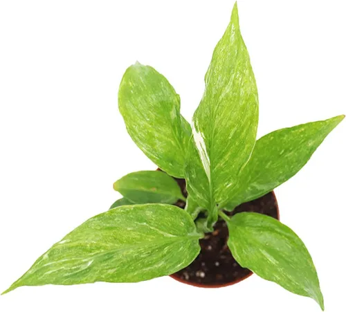 Vista 2 de Spathyphyllium Domino - Variegated Peace Lily - 3'' from California Tropicals