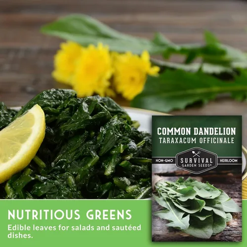 Vista 3 de Semillas comunes de diente de león para plantar – Planta y cultiva verduras nutritivas de diente de león en tu hogar jardín de hierbas o hortalizas