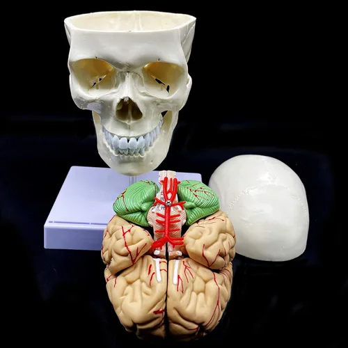 Vista 5 de Cráneo humano con cerebro y vértebra cervical Modelo anatómico Anatomía de tamaño real para estudio de aula de ciencias Modelo de enseñanza