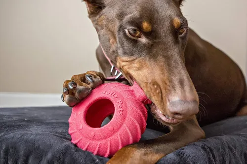 Vista 6 de Jolly Pets Tree Tugger para perro, verde, juguete para perro Jolly Pets Tuff Treader con asa, 6 pulgadas, rojo, modelo: JTR23, todos los tamaños