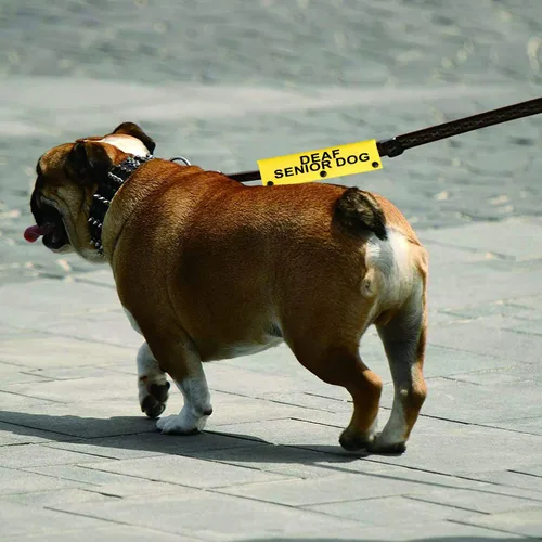Vista 6 de Correa para perro con discapacidad auditiva para perros sordos mayores para perros con necesidades especiales (funda YE para perro sordo mayor)