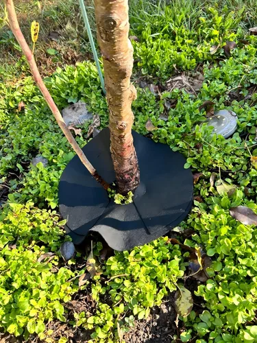 Vista 7 de Anillo de mantillo de árbol no tejido de 32.5 pulgadas, paquete de 2 alfombrillas de barrera de malezas, mantillo degradable de árboles utilizado