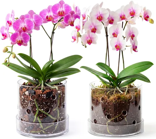 Maceta de orquídea acrílica transparente de 5/6 pulgadas con agujeros
