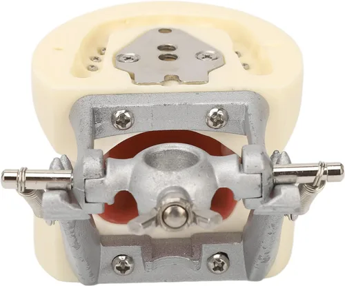 Vista 9 de Modelo de dientes estándar con 32 dientes y goma blanda, enseñanza dental estándar Typodont Dental Demostration Dientes Modelo Completo Accesorio