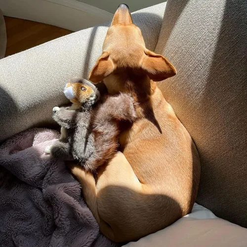 Vista 6 de RUFFIN' IT Reaowazo Woodlands - Juguete de peluche para perro, pequeño