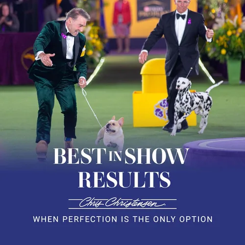 Vista 8 de Cepillo para perros Chris Christensen, 14.6 cm x 3.2 cm Little Wonder Pin Brush (20mm), Serie Original, Asea como un profesional, pines de acero