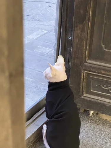 Vista 6 de Ropa de gatos sin pelo, camiseta de algodón, chaleco transpirable para primavera y otoño, ropa de gato con cuello alto para Sphynx, Cornish Rex