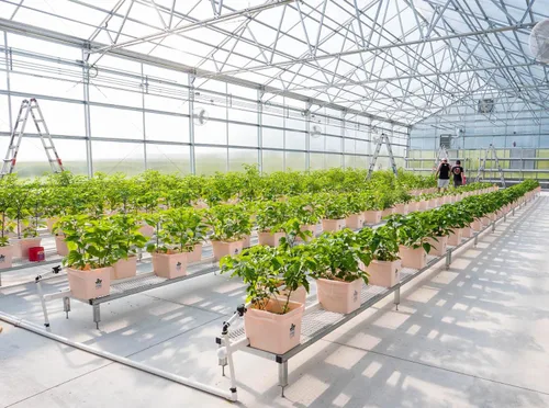 Vista 5 de Pepper Joe's Copos de pimienta con cepa cerebral de 7 ollas, hojuelas de chile extremadamente picantes, frasco agitador de 1/2 oz, hojuelas