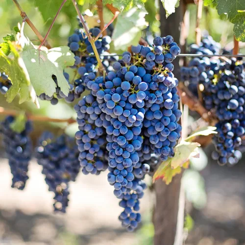 Vista 5 de 1 enredadera de uva azul para plantar al aire libre, planta de uva Concord viva, a raíz desnuda de 1 a 2 años, frutas de uva dulces