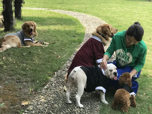 Vista 7 de Lovelonglong Disfraz de mascota para perro esmoquin formal con corbatín negro para perros medianos ropa husky negro talla L