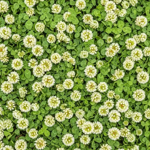 Semillas de trébol holandés blanco para plantar, cobertura del suelo, alternativa de césped, pasto, forraje (1,000 semillas)