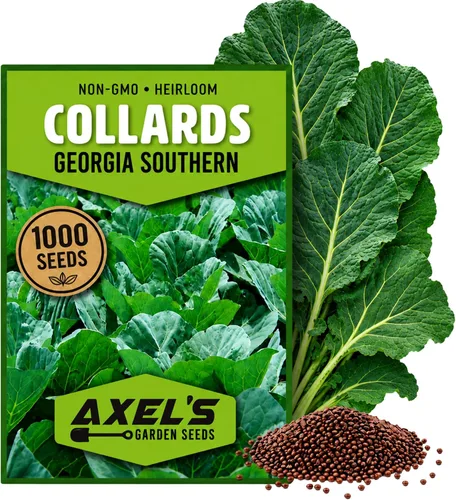 Semillas de col verde para plantar, más de 1000 semillas de col sureña de Georgia no transgénicas, hojas verdes de hoja verde para huerto doméstico