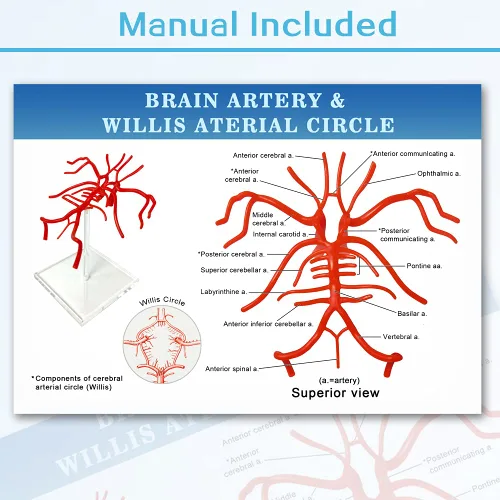 Vista 5 de EVOTECH SCIENTIFIC Modelo de arteria cerebral, modelo de arteria intracraneal de tamaño real, muestra arteria carótida interna, círculo de Willis