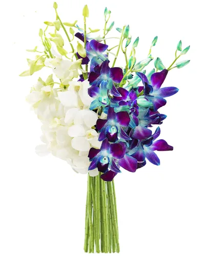 Vista 18 de KaBloom Flores - Ramo de orquídeas exóticas de zafiro azul sin jarrón - Regalo para cumpleaños, condolencias, agradecimiento, San Valentín, Día