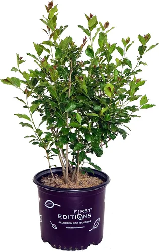 Vista 14 de Ganadores probados - Ilex verticillata Berry Heavy Gold (Winterberry) Arbusto, bayas de oro, 3 - Contenedor