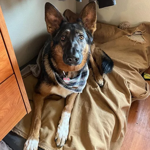 Vista 5 de Lionet Paws Bandana para Perro de Algodón Lavable Pañuelo Bufanda Bandana Triangular para Perros Pequeños Medianos y Grandes Cuadrícula Negra