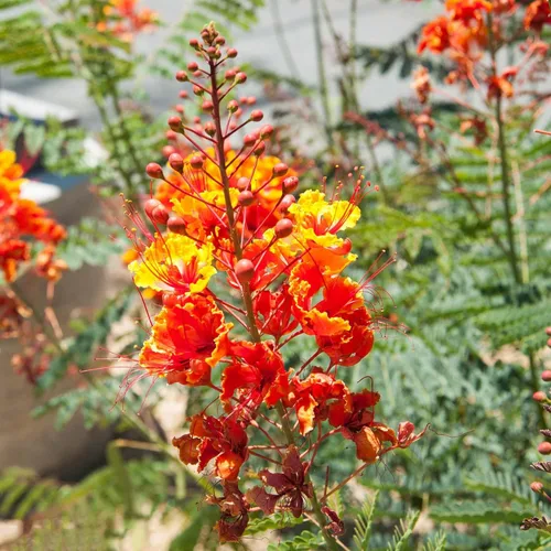 CHUXAY GARDEN Semilla de pulcherrima de Caesalpinia Roja, 10 semillas, gran pájaro del paraíso con encanto exótico